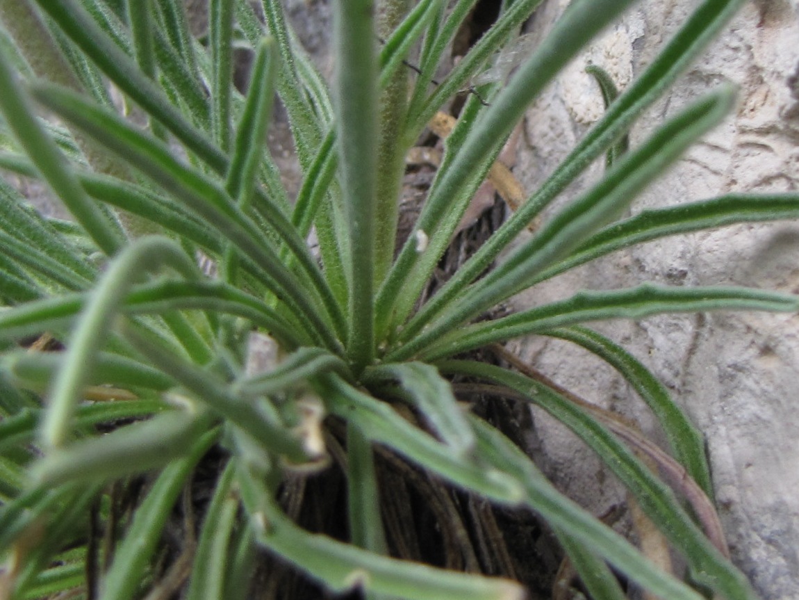 Matthiola fruticulosa subsp. valesiaca / Violaciocca minore